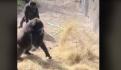 Policías resguardan a cría de mono aullador encontrado en Iztapalapa (VIDEO)