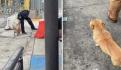 Menor muere al ser atacado por 2 perros pitbull en Chalco, Estado de México
