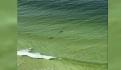 Tiburones devoran un cuerpo en Arrecife Alacrán, Yucatán