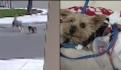 VIDEO: Perrito toca timbre de su casa para que le abran; dueños lo confunden con un fantasma