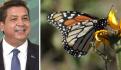Aumenta 35% la presencia de mariposas Monarca en México