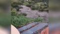 Lluvias y fuertes vientos provocan caída de árboles en Palenque, Chiapas