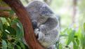 Australia clasifica a los koalas como una especie en peligro de extinción