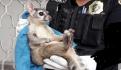 ¿Es un gato? ¡No! Captan a un cacomixtle en VIDEO en las calles de San Nicolás, Nuevo León