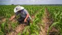 Diputados exentan impuestos a productores agrícolas con ingresos menores a 900 mil pesos