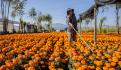 Con flores de cempasúchil productores de Xochimilco pintan de naranja la CDMX