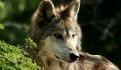 Lobo gris mexicano fue localizado sano y salvo en Tenancingo, Edomex