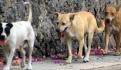 Envenenan a diez perritos en Tulancingo, Hidalgo; sólo tres sobreviven