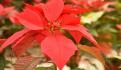 Nochebuena, una flor cara de cultivar (VIDEO)