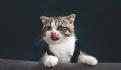 ¡Cuida a tu “michi”!: Cómo y cuándo asear a tu gato