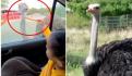 VIDEO | Un hombre saca a pasear a su avestruz; "que bonito su perro", le bromean