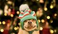 ¡Consiente a tus cachorros! 3 regalos que le puedes dar a tus lomitos esta Navidad