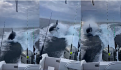 Orcas persiguen lancha en Ixtapa Zihuatanejo; "todo un espectáculo", dicen (VIDEO)