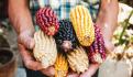 EU presionará a México por inminente prohibición del maíz transgénico
