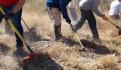 Mueren dos ejemplares jóvenes de lobo mexicano en el Zoológico de Chapultepec