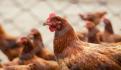 Reportan primer caso humano de gripe aviar en Estados Unidos