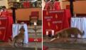 Hombre sorprende a su perro durmiendo en una hamaca; "Cómo chambeas, cabr**" (VIDEO)