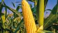Canami firma alianza con CIMMYT para incrementar producción de maíz en México