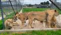 Jaguar muerde a un adolescente en zoológico de León; ignora las barreras de seguridad