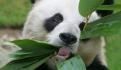 China recibe a la panda Ya Ya tras 20 años en el extranjero