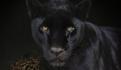 Trasladan al Parque Ecológico de Zacango a 5 felinos más del Black Jaguar-White Tiger