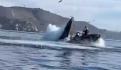 Al menos 5 muertos tras posible choque de embarcación con ballena en Nueva Zelanda