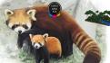 China recibe a la panda Ya Ya tras 20 años en el extranjero
