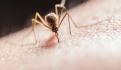 Dengue: ¿Qué es, cuáles son sus síntomas y cómo se transmite?