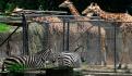 Zoológico de Chapultepec celebra nacimiento de jaguar negro; sobrevivió pese al rechazo de su madre