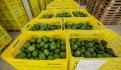 México saluda anuncio de USTR y USDA de no iniciar investigación que arriesgue exportaciones de frutas y hortalizas
