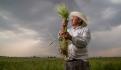 Activa Agricultura estimulación de lluvias en Baja California y región Bajo Río Bravo, Tamaulipas, para contrarrestar efectos de la sequía