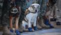 “Frida, México te agradece”: Senado inaugura exposición fotográfica en honor a perros rescatistas