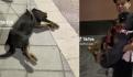 ¿Te conozco? Perrito se escapa de casa y en la calle "finge" no conocer a su cuidador (VIDEO)