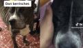 ¡Bara, bara! Perrito trabajador ayuda a su dueña a vender sandalias en la calle (VIDEO)