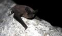 Confirman rabia en menor fallecido por mordedura de murciélago en Oaxaca