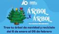 ¡Se acabó la Navidad! Gobierno de Veracruz abre convocatoria para reciclar tu arbolito natural