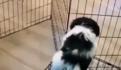 Perrito héroe frustra intento de asalto; su dueño sale corriendo y lo deja atrás (VIDEO)