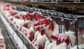 En México, el primer caso mundial de gripe aviar en una persona: OMS