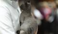 "Mishicles", el gatito egipcio encontrado en cárcel de Juárez, ya tiene a su Karen
