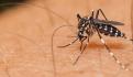 El dengue "despegará" en Europa, Estados Unidos y África: OMS