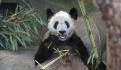 FOTOS. Xin Xin, la panda cumple 33 años y lo celebran en el zoológico de Chapultepec