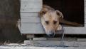 Rescatan a 65 perritos que eran vendidos a carniceros en Valle de Bravo