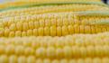 AMLO propone grupo de expertos para determinar daños por consumo humano de maíz transgénico