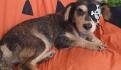 Mushu, el perrito de Bomberos que fue envenenado: 'La cobardía de alguien sin escrúpulos'