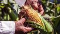 México, en riesgo de perder posible panel de controversias por caso de maíz transgénico: ICC México