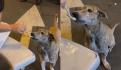 VIDEO. Perrito trabaja en ferretería, pasa los productos y causa sensación