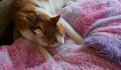VIDEO| Gato rasguña y deja ciega a su dueña luego de jugar con él