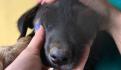 VIDEO | Dueño y perrito se despiden por videollamada antes de que muera: "no me esperaste"