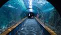 FOTOS | Así sería el acuario MÁS GRANDE de todo México y América Latina