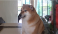 'Su sonrisa lo era todo': Así despiden a Cheems, el perrito más viral de Internet, tras la noticia de su muerte